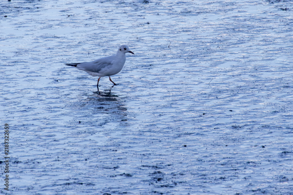 Fototapeta premium Seagull walking on the blue-toned muddy riverbed