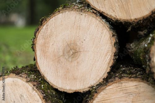 Wood log cut texture close up. Natural circular timber stump showing cross section pattern with core and annual growth ring.