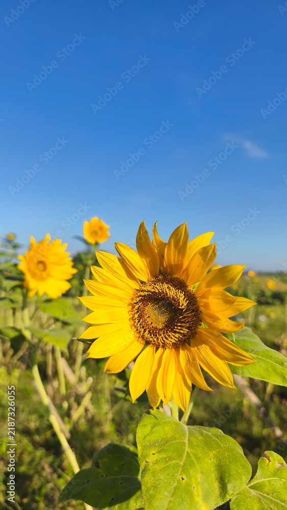 Fototapeta premium Sunflower and the blue sky background. Sunflowers plant growing in the field. Sun flower for spring or summer backgrounds.