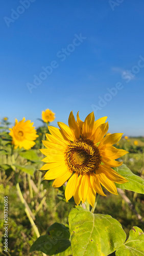 Sunflower and the blue sky background. Sunflowers plant growing in the field. Sun flower for spring or summer backgrounds.