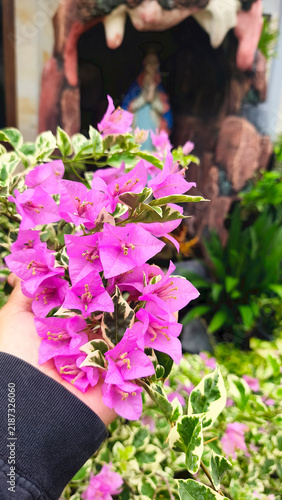 Hand holding pink Bougainvillea flowers plant with Mother Mary statue on a blur background. Morning praying and grateful gesture. Spiritual concept.