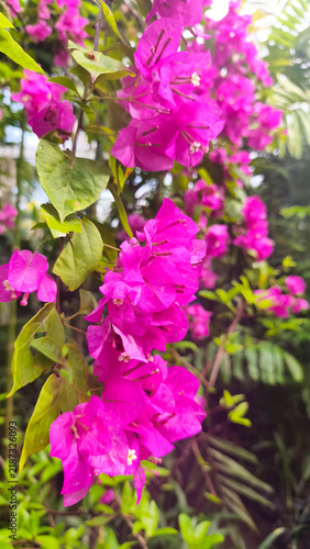 Pink bougainvillea. Beautiful Pink Bougainvillea flowers plant growing and creeping in the yard