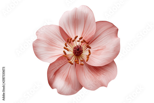 Pale pink flower with prominent stamens