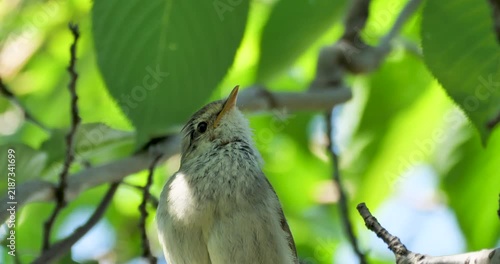  Japanese bush warbler bird   singing on a branch (with sound)