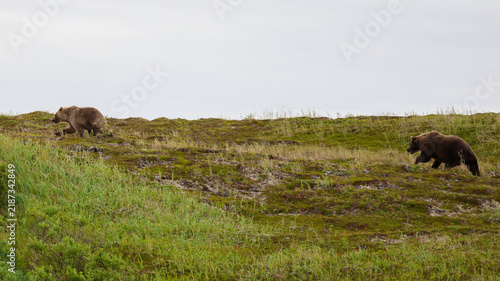 Two wild Alaskan brown bears running the Alaska tundra. The grizzly bear territory runs along the Egegik river near Bristol Bay