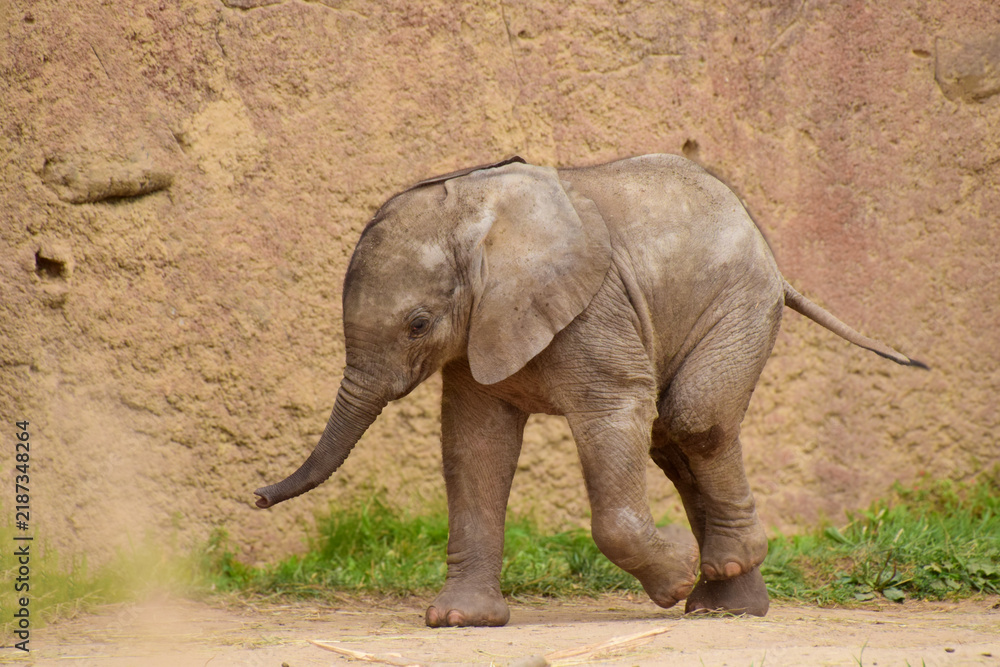 Fototapeta premium Close Up of a Baby Elephant