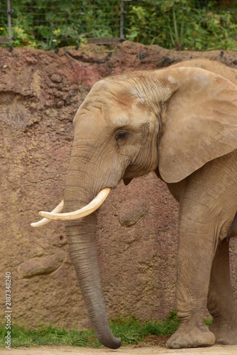 Konstfotografi Close Up of an Elephant