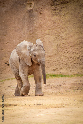 Photography Close Up of a Baby Elephant