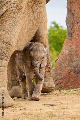 Photography Close Up of a Baby Elephant