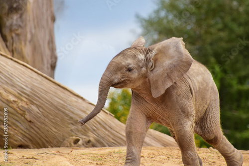 Canvas Print Close Up of a Baby Elephant