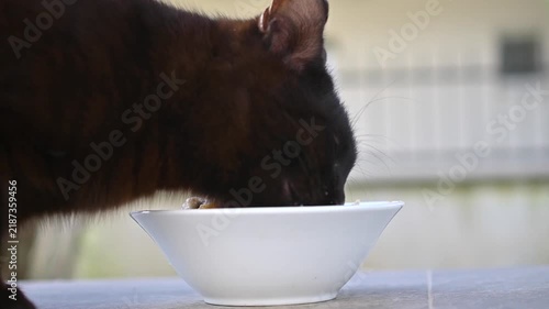   black cat eating food from  a white bowl