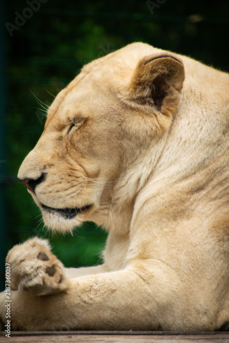 Photography Portrait Shot of a Lion