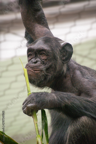 Fotografie Close Up Shot of a Chimpanzee Eating