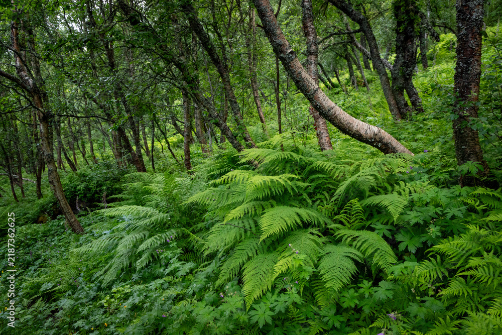 Fototapeta premium Beautiful fresh green native plants growing on mountain slopes near Innsetsetra summer farm. A seasonal scenery of World Heritage area in Western Norway.