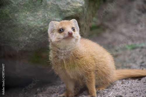 Cuadro en lienzo A Yellow Mongoose Portrait Shot