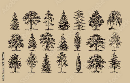 Fotografie Forestry landscape and botanical plants elements collection showcasing retro woo