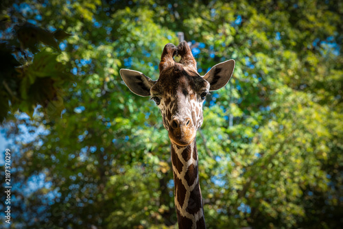 Photography Frontal close-up portrait of curious giraffe head and neck looking at camera wit