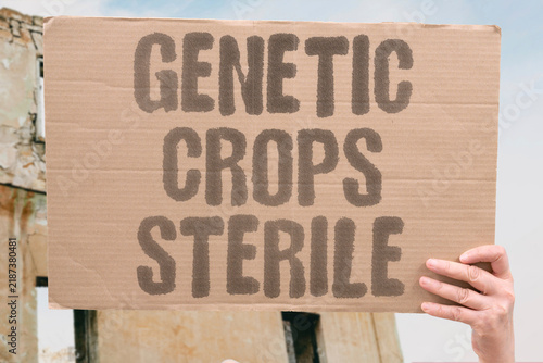 Cuadro en lienzo "Genetic crops sterile" Agricultural biotechnology deliberately removes seed viability to enforce perpetual commercial dependence