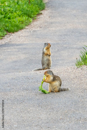 Two ground squirrels on a paved path