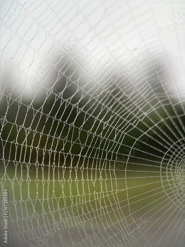 Dew covered spider web with water droplets forming delicate geometric pattern
