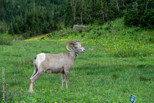 Bighorn sheep stands in a green meadow