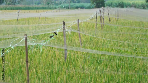 Sparrows (Lonchura) perched on protective nets and bamboo poles in a green rice paddy field.