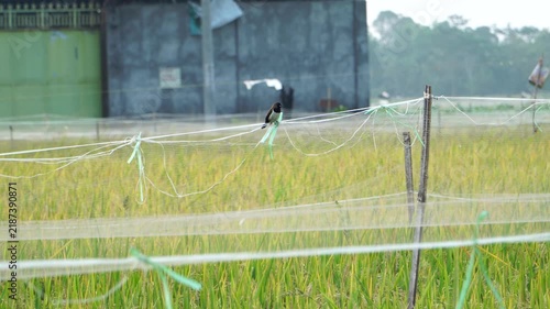 A sparrow (Lonchura) perched on a protective net in a green rice paddy field by a rural road.