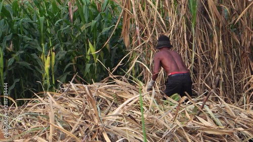Dark-skinned male farmer harvesting sugarcane (Saccharum officinarum) with a sickle in a field.