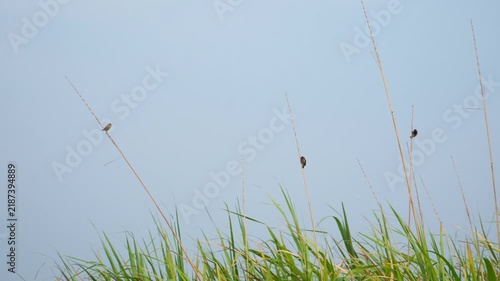 Three sparrows (Lonchura) perched on tall corn stalks blowing in strong wind against a grey sky.