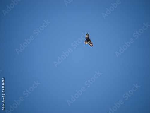 A small bird flying across a vas