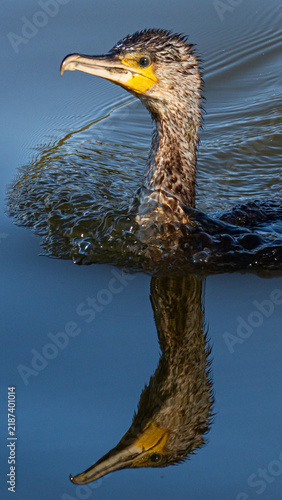 Foto A cormorant bird swimming in deep blue water.