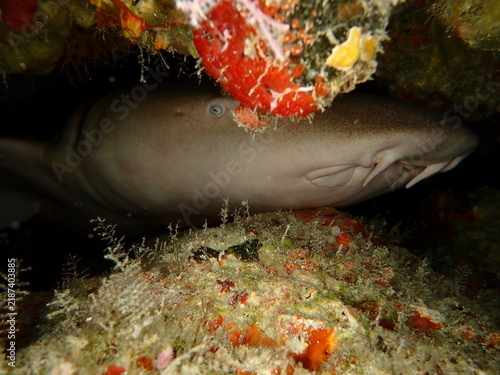Quadro su tela Tawny Nurse Shark Resting Under Coral Reef