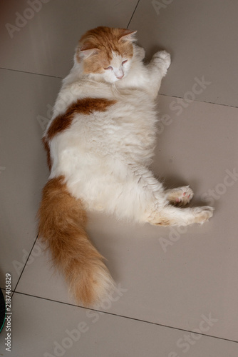 Foto Fluffy Turkish Van cat with orange and white fur resting on ceramic floor indoor