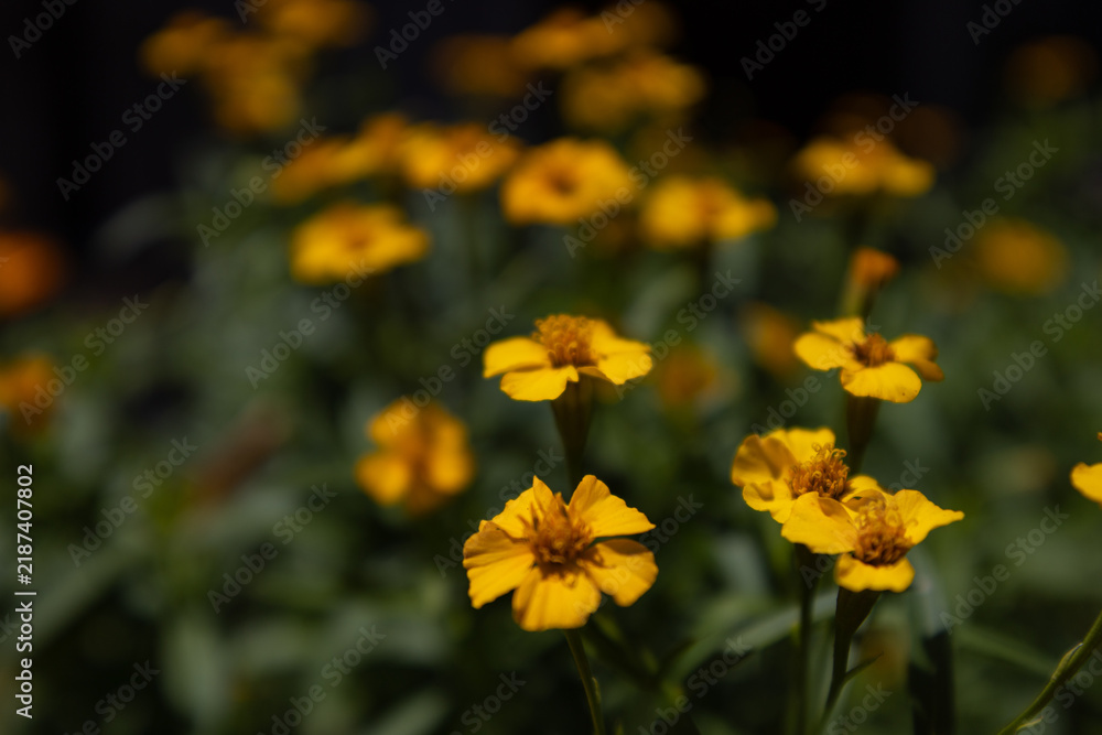 Obraz premium Tickseed Wildflowers (Coreopsis) at Golden Hour, Florida, Sharp Blooms with Warm Glowing Bokeh Background