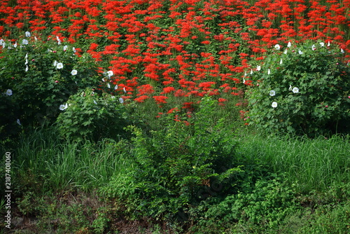 Fototapeta 情熱の花