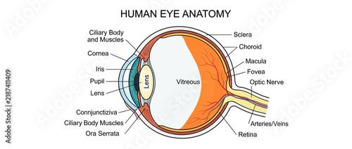 Bild auf Leinwand Human Eye Anatomy Diagram Isolated