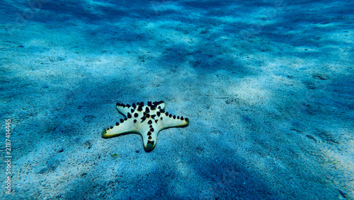 Quadro su tela Knobbed starfish rests alone on a vast blue sandy seabed