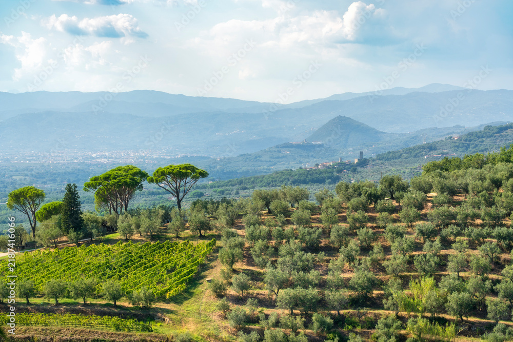 Obraz premium Montalbano Hills Olive Groves Vineyards View Tuscany