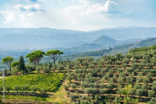 Montalbano Hills Olive Groves Vineyards View Tuscany