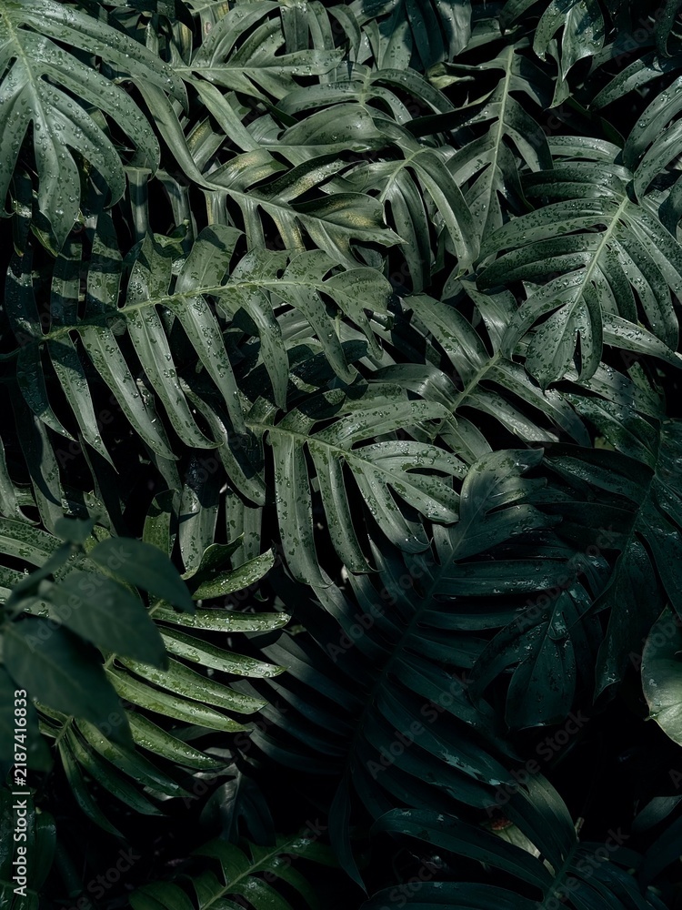 green fern leaves