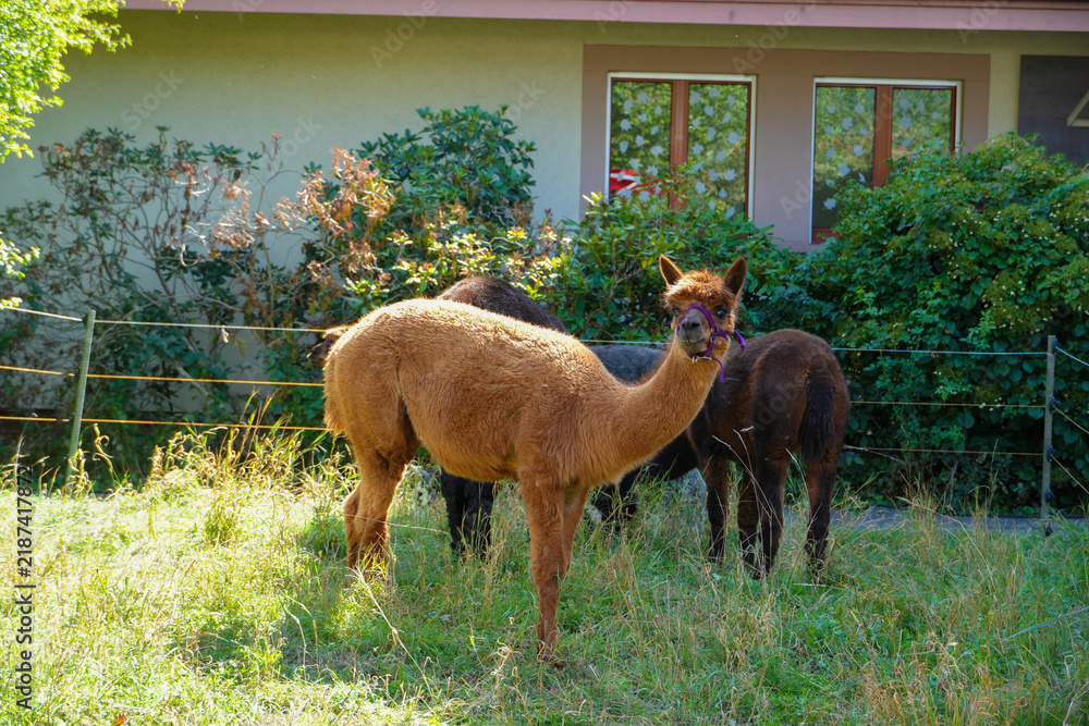 Fototapeta premium Sheared alpacas on the grass in summer.