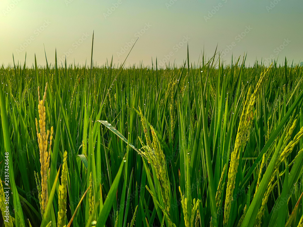 Obraz premium Fresh green rice paddy field with ripe rice plants covered in morning dew, creating a lush agricultural landscape and natural rural background.