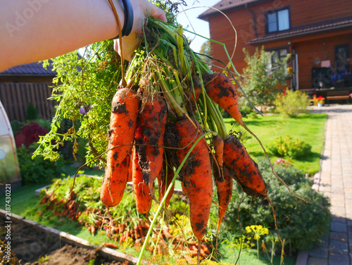 Foto Gardener holding a bunch of freshly harvested carrots in vegetable garden