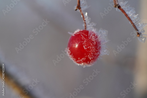фотографія Close-up of a single red berry covered with ice crystals and hoarfrost on a branch