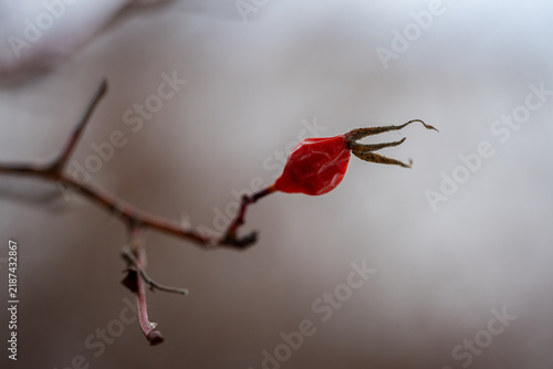 Bild auf Leinwand Close up of single red rosehip berry on a branch in winter