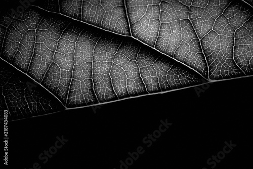 close-up of leaf in black and white
