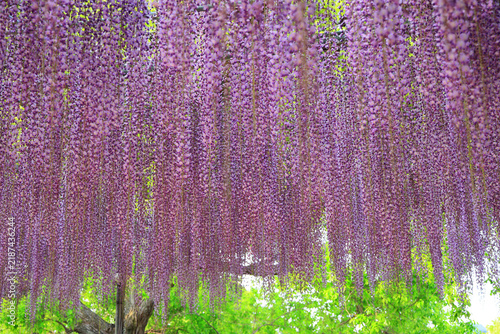 満開の藤の花