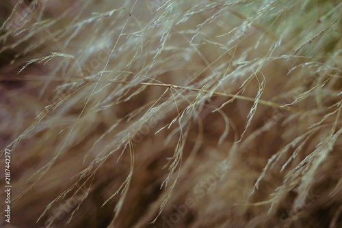 dry reeds