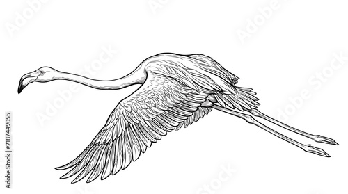 In Flight: A Delicate Line Art Illustration of a Flamingo in Flight.