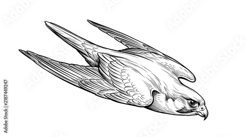 Hand-drawn bird in flight with detailed feather texture and lineart study.